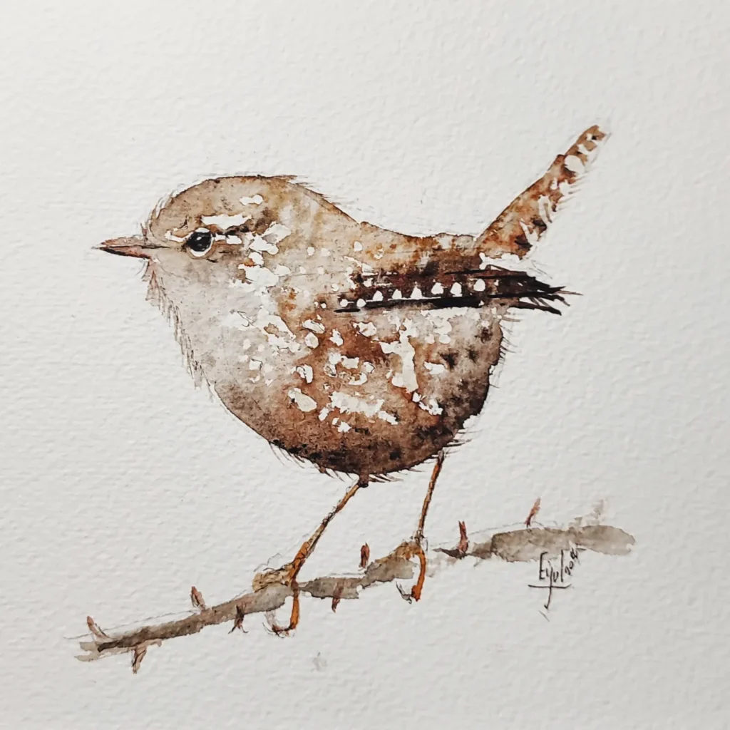 Troglodyte mignon ( guilleret)