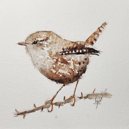 Troglodyte mignon ( guilleret)