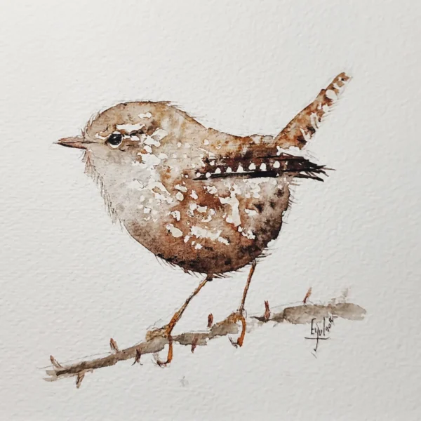 Troglodyte mignon ( guilleret)