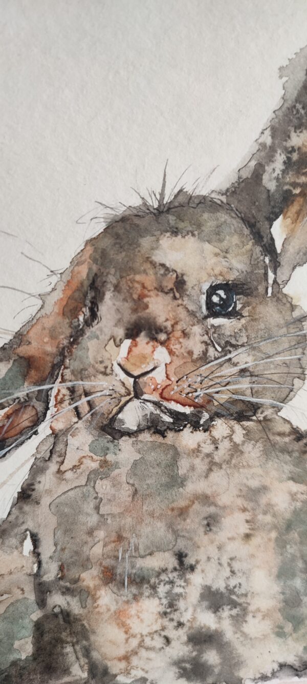 Lapin Périgourdin – Image 2