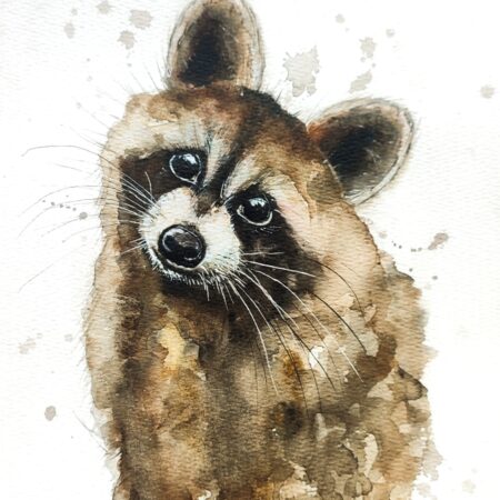 Petit raton laveur -Aout 2025