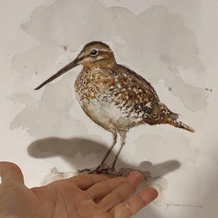 La bécassine des marais ORIGINALE