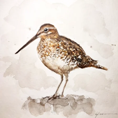 LA BÉCASSINE DES MARAIS ORIGINALE