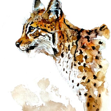 AQUARELLE ORIGINALE DU LYNX