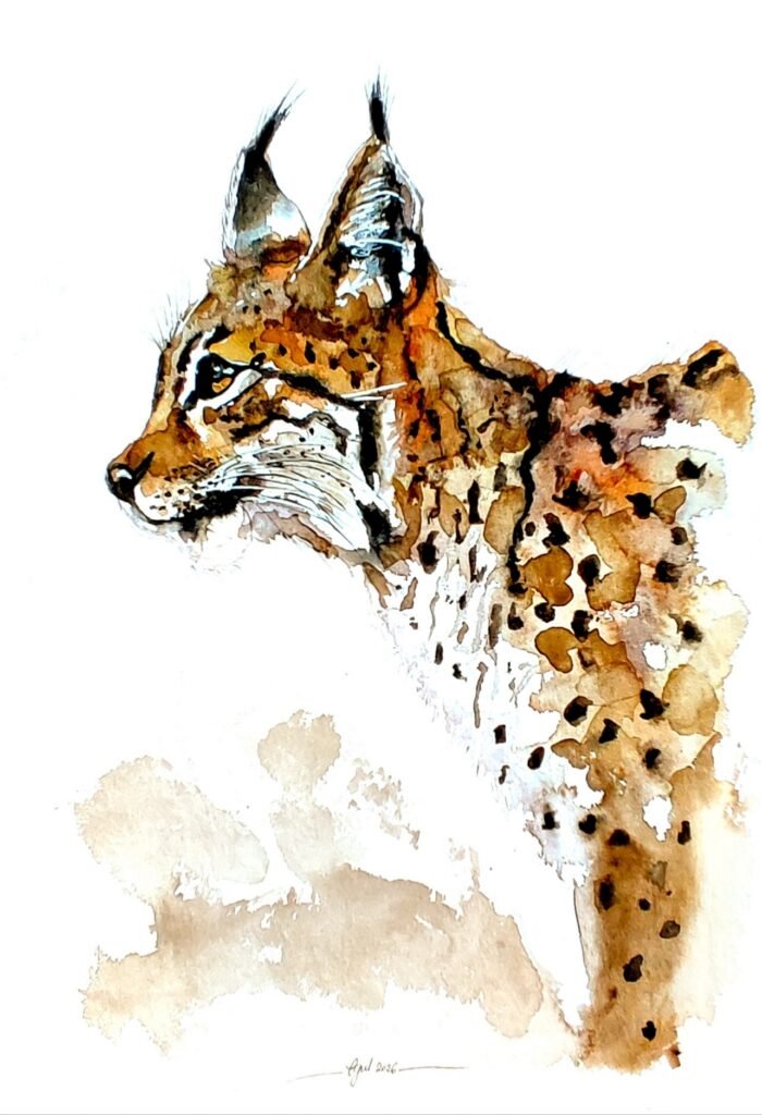 AQUARELLE ORIGINALE DU LYNX