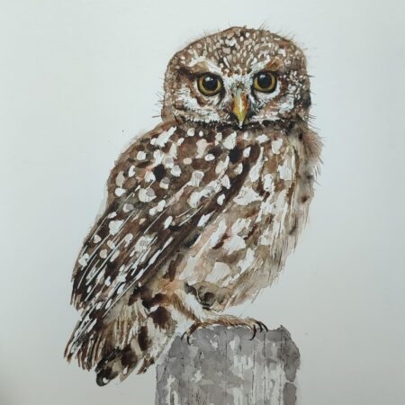 AQUARELLE ORIGINALE CHEVÊCHE D'ATHÉNA