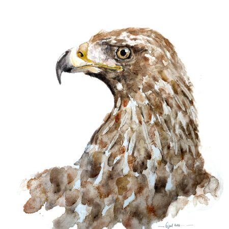 AQUARELLE ORIGINALE AIGLE ROYAL