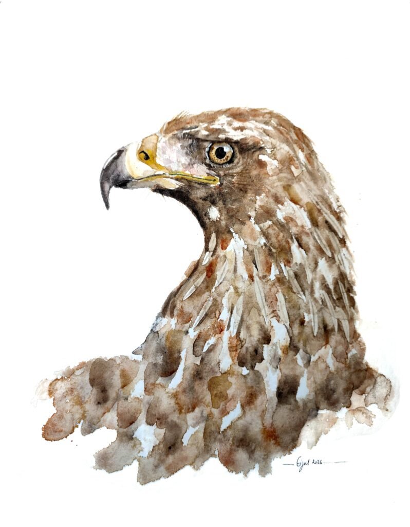 AQUARELLE ORIGINALE AIGLE ROYAL