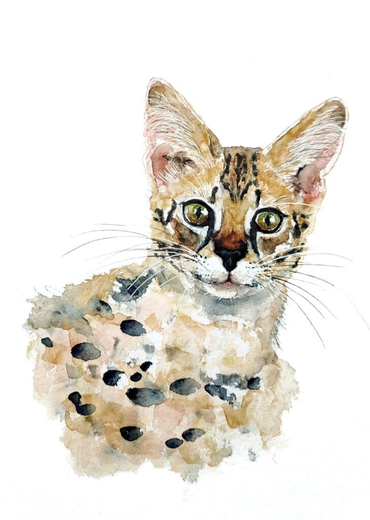 AQUARELLE ORIGINALE CHAT SAVANNAH