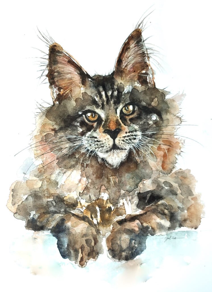 AQUARELLE ORIGINALE MAIN COON