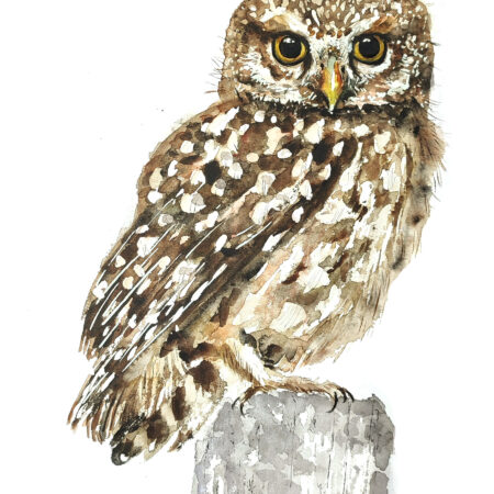 AQUARELLE ORIGINALE CHEVÊCHE D'ATHÉNA