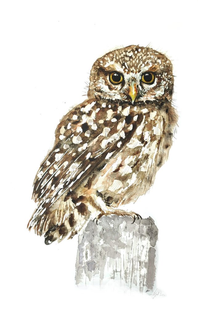 AQUARELLE ORIGINALE CHEVÊCHE D'ATHÉNA