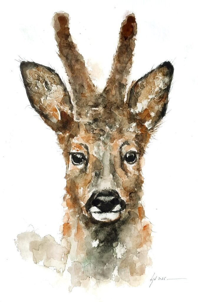 AQUARELLE ORIGINALE DU CHEVREUIL ( brocard)